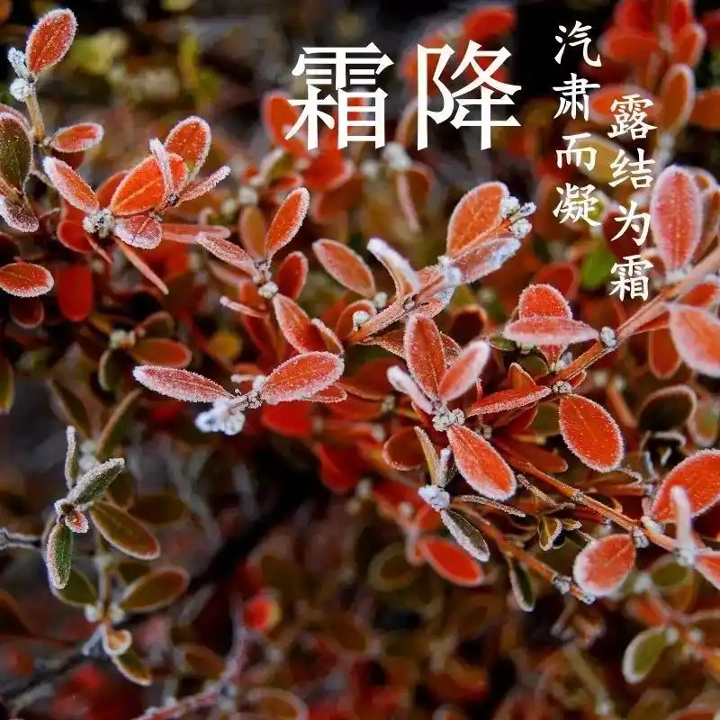 霜降_以行践言